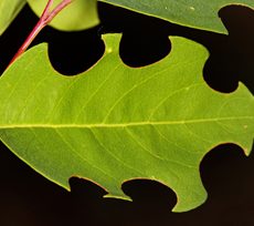 Leafcutter bees