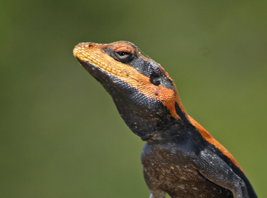 Displaying Lizards