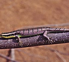 Barred Tree Skink