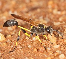 The industrious Mud Dauber