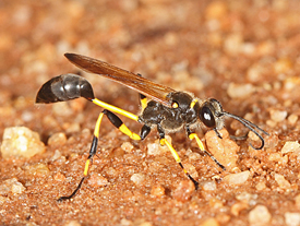 The industrious Mud Dauber