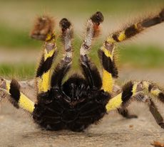 Tryst with a Tarantula