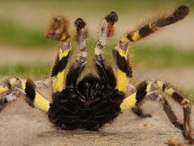 Tryst with a Tarantula