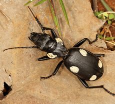 Six-spotted Ground Beetle