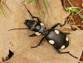 Six-spotted Ground Beetle