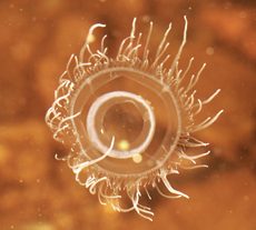 Freshwater Jellyfish