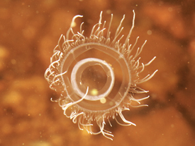 Freshwater Jellyfish