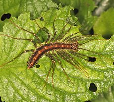 House Centipede