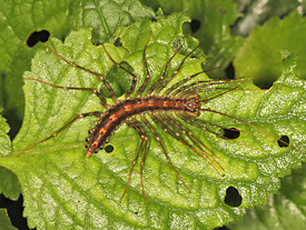 House Centipede