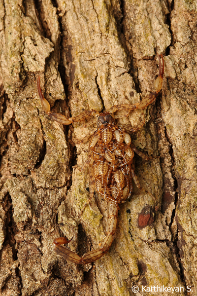 Scorpion with babies piggybacking!