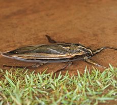 Giant Water Bug