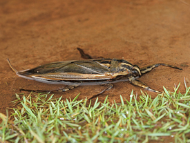 Giant Water Bug