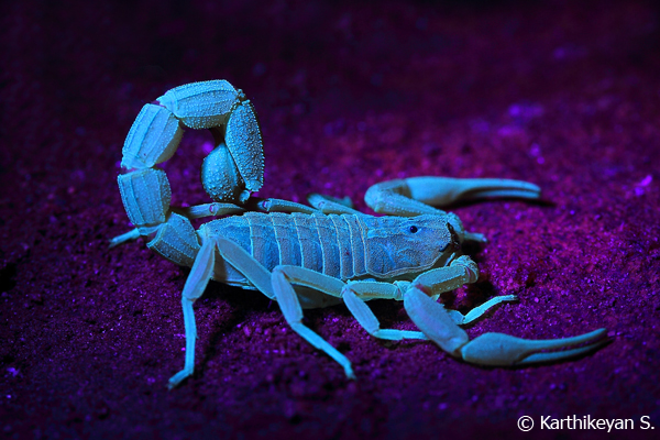The same scorpion photographed under UV light.